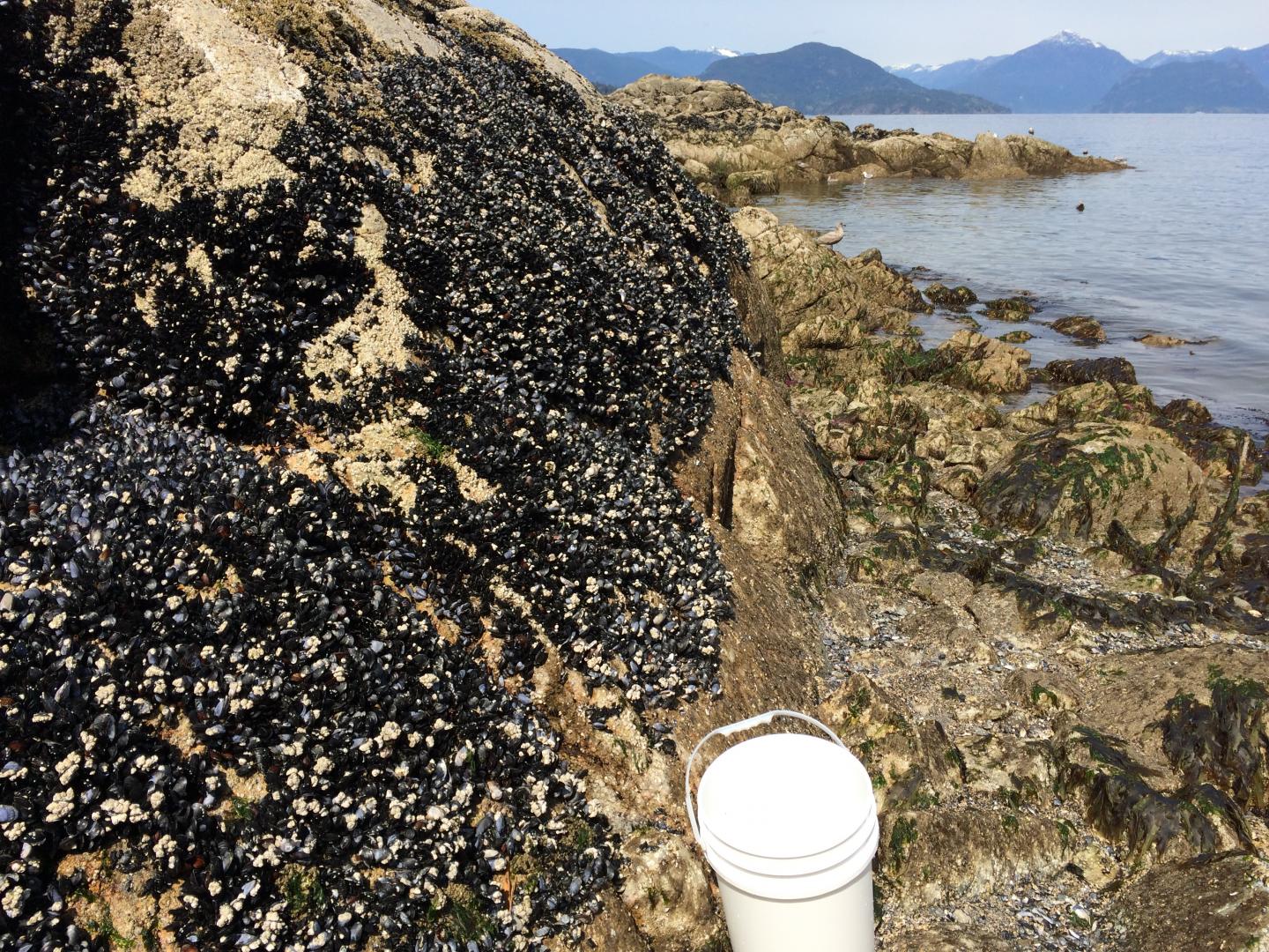 <em>Mytilus trossulus</em> in West Vancouver, Canada