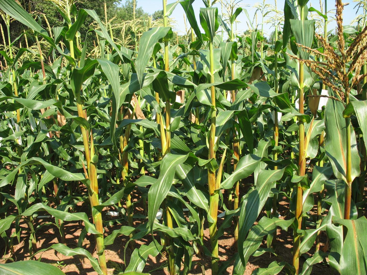 Corn Plants