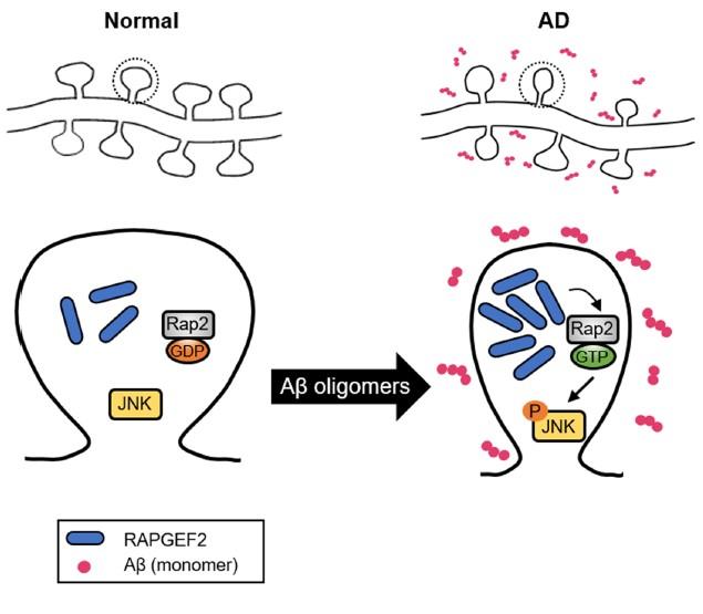 Schematic model for the role of RAPGEF2 in A&#946; oligomer-induced synaptic degeneration