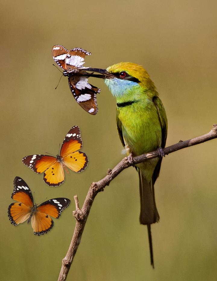 Butterflies Mimic the Aposematic Coloration of Toxic Models to Avoid Bird Predation
