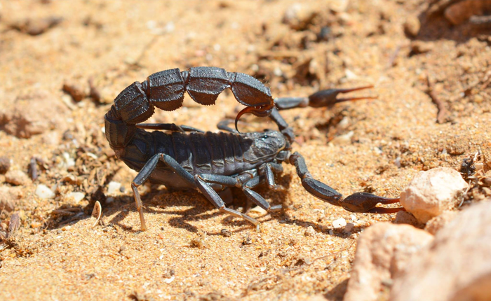 Androctonus mauretanicus in Morocco