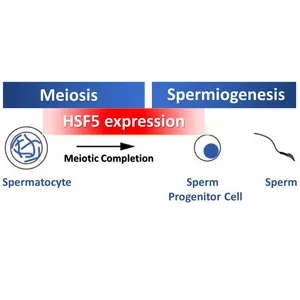 HSF5’s Involvement in Meiosis and Spermiogenesis