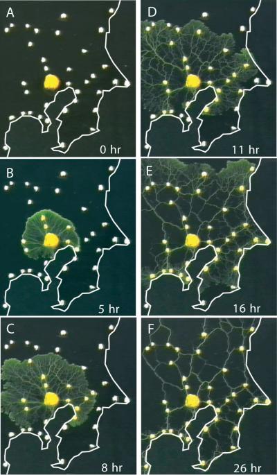 A Slime Mold's Network Formation