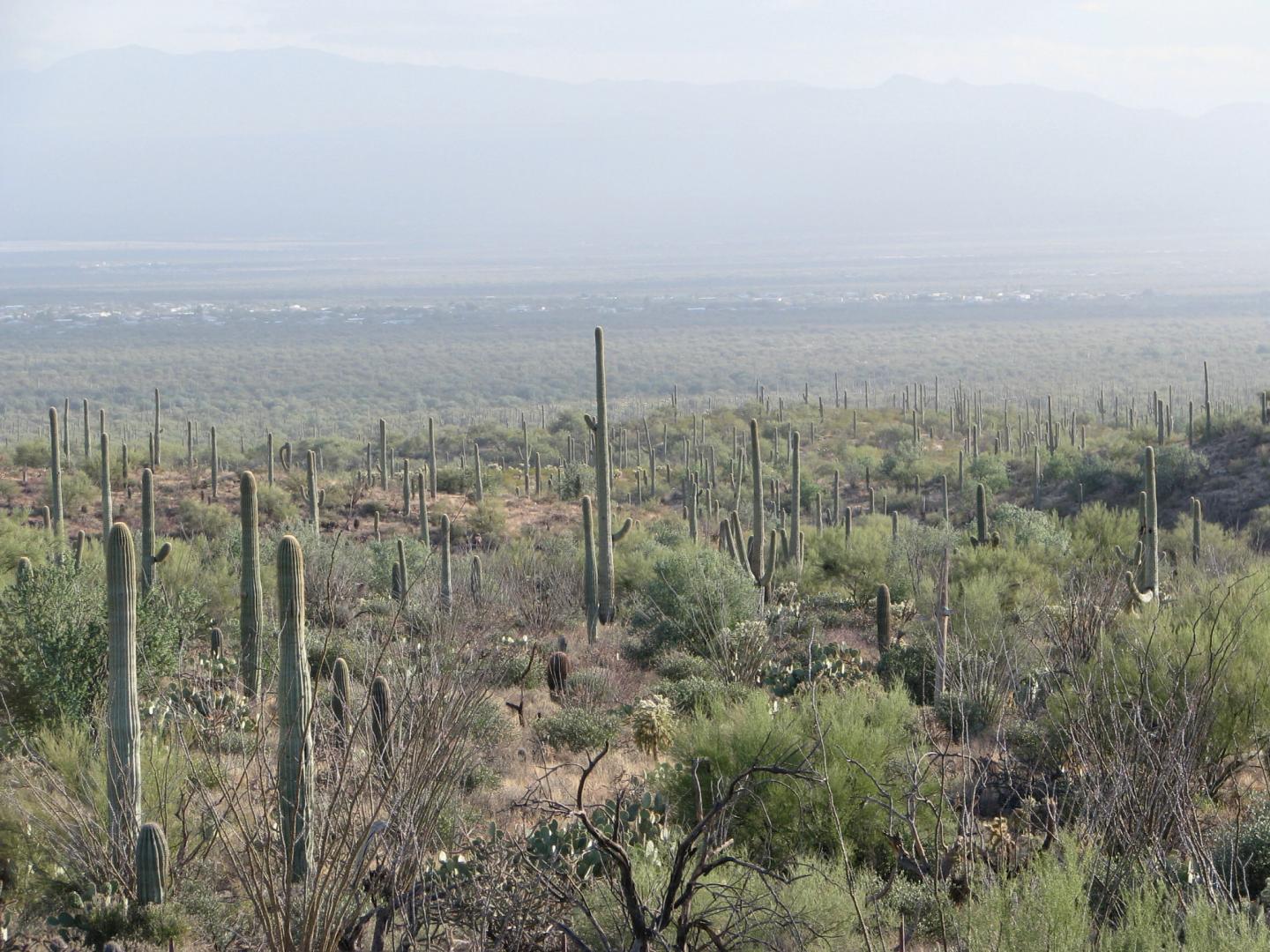 Sonoran Desert cacti
