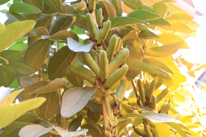 Faba beans