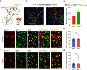 Distribution of NAcBLA and NAcPVT neurons in the NAc