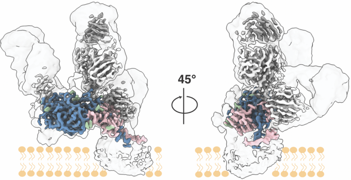 Scripps Research Scientists Map Key Protein Structure of Hepatitis C Virus