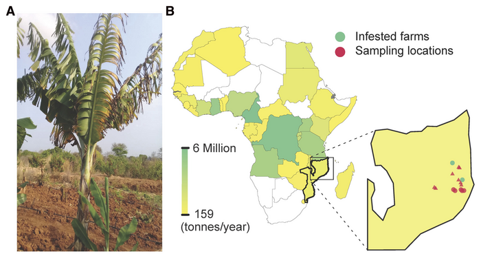 Fusarium Wilt of Banana