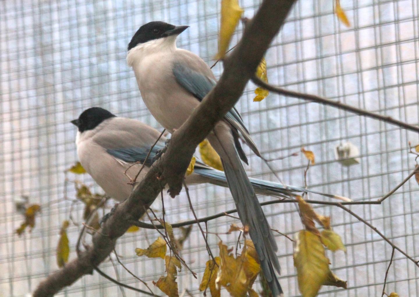 Magpies