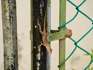 Anolis cristatellus