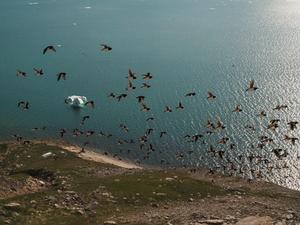 Little auks flying over the colony