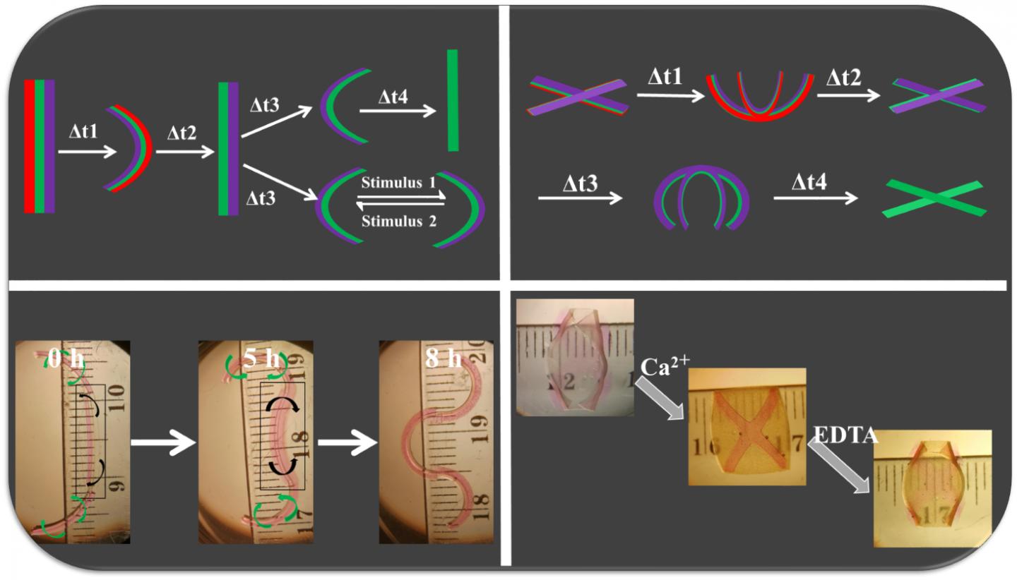 4D hydrogel diagram