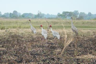 Sarus Cranes