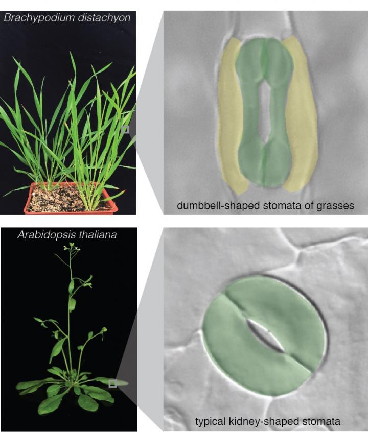 Grass Stomata [IMAGE] EurekAlert! Science News Releases