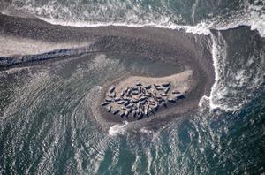 Alaska’s Iliamna Lake harbor seals