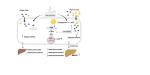 SCHEMATIC DIAGRAM ILLUSTRATES THE REGULATORY MECHANISM OF GLUCOKINASE ACTIVATOR (GKA) IN HEPATIC GLUCOSE AND LIPID METABOLISM.