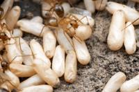 Desert Carpenter Ant Colonies (<i>Camponotus festinatus</i>)