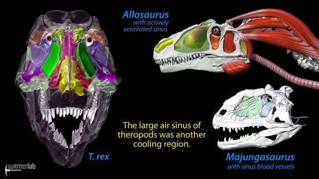 Theropods Evolved Different Cooling Strategies