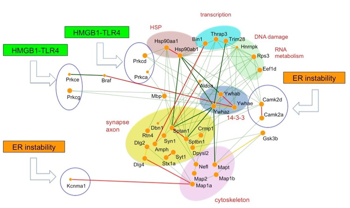 The core molecular network shared by Alzheimer’s disease and frontotemporal lobar degeneration.