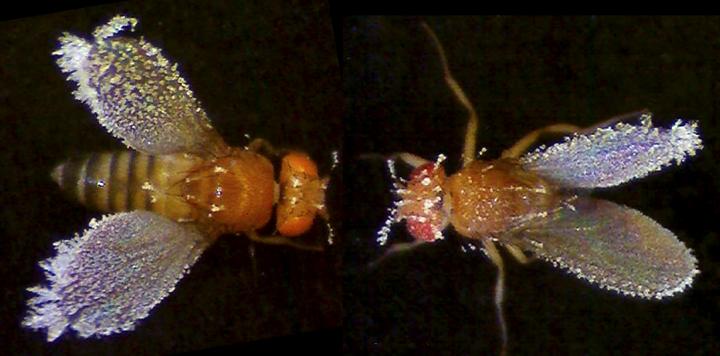 Fruit Fly, <i>Drosophila melanogaster</i>