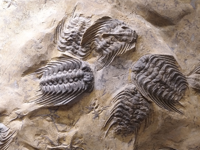 Trilobite