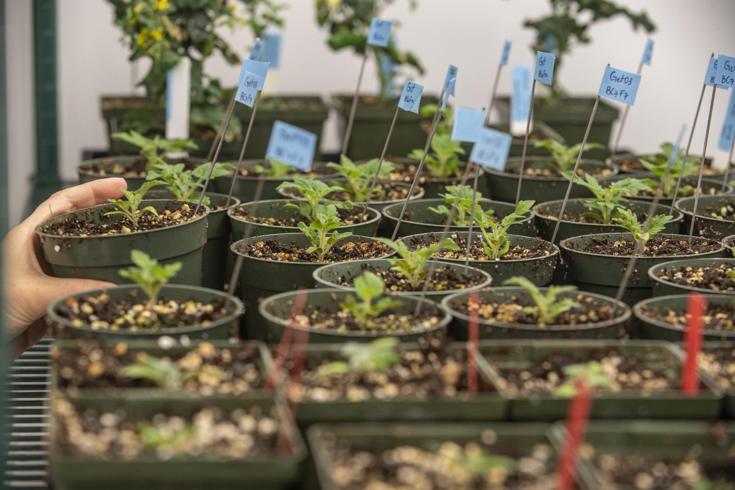 WVU Tomato Plants