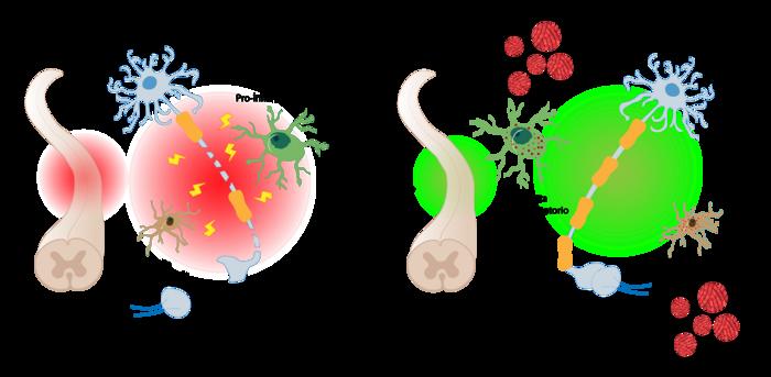 Nanogel - Scheme of selective drug treatment in the central nervous system