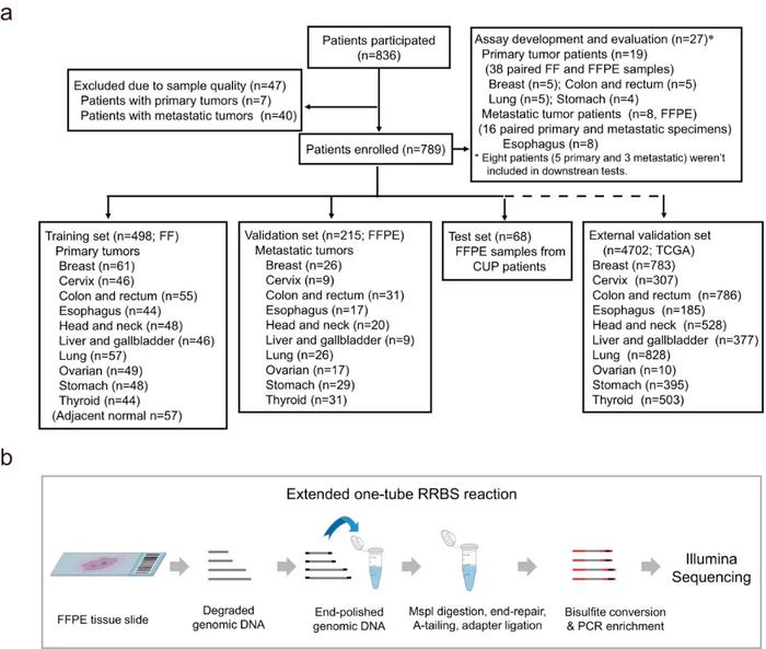 Novel Method Unveils Cancer Origins: DNA Methylation Profiling Reveals Primary Sites of Metastatic Cancers