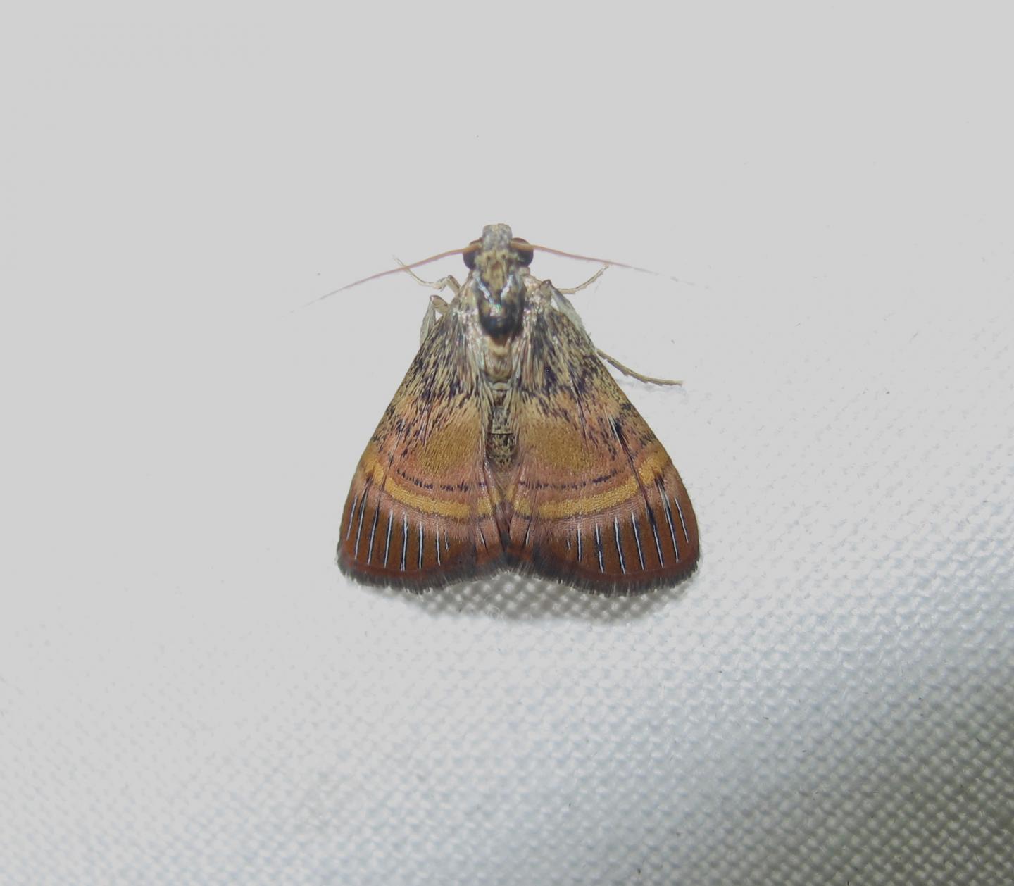 One of the Studied Moth Species in Tectiform