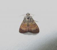 One of the Studied Moth Species in Tectiform