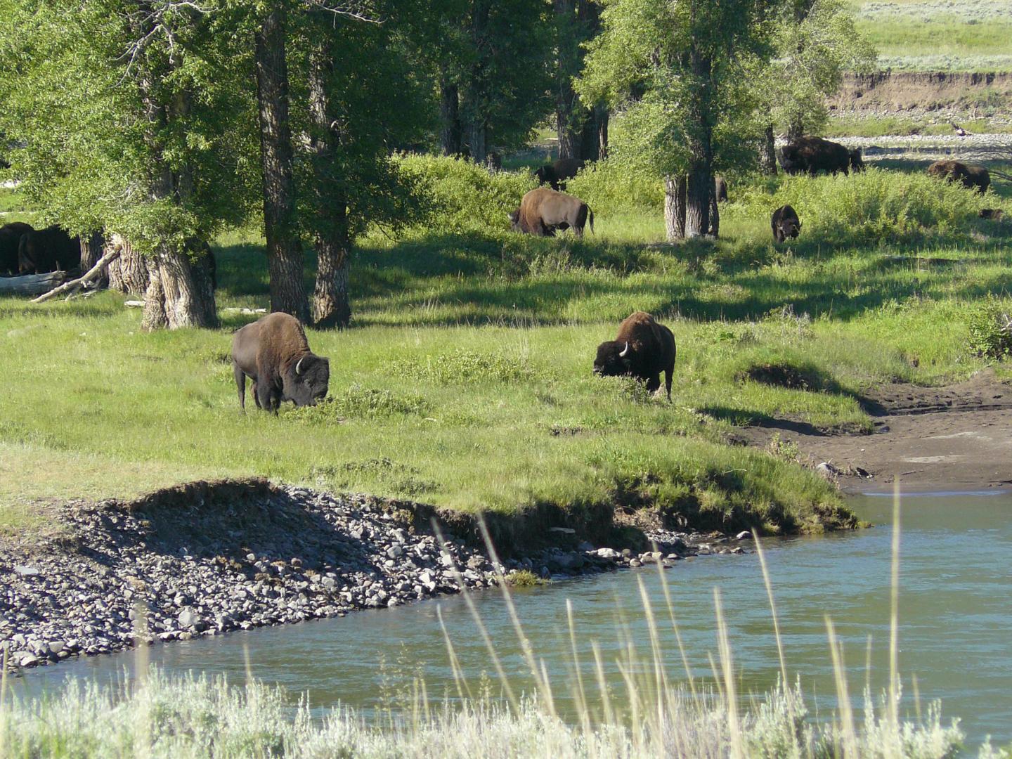 Bison and Willows