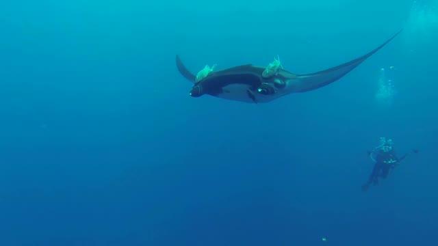 Tagging an Oceanic Manta Ray