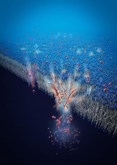 Artificial Water Channels Enable Fast and Selective Water Permeation through Water-Wire Networks