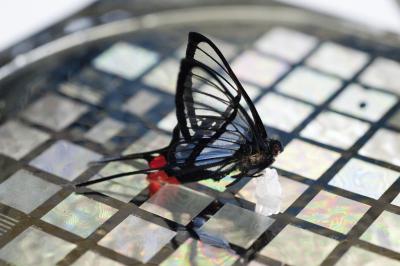 Sensor with Butterfly