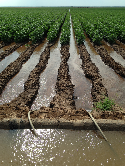 Irrigation canal - cotton field