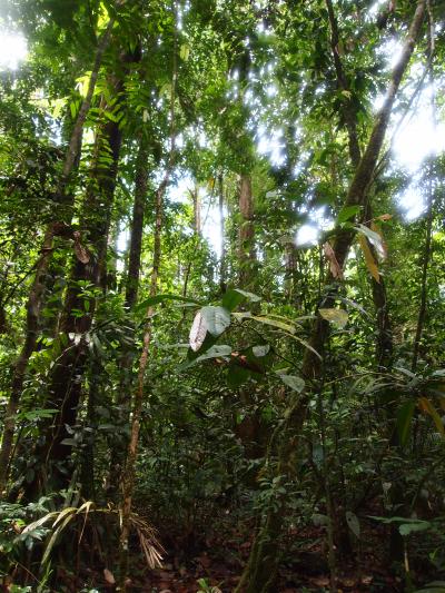 Forest in French Guiana