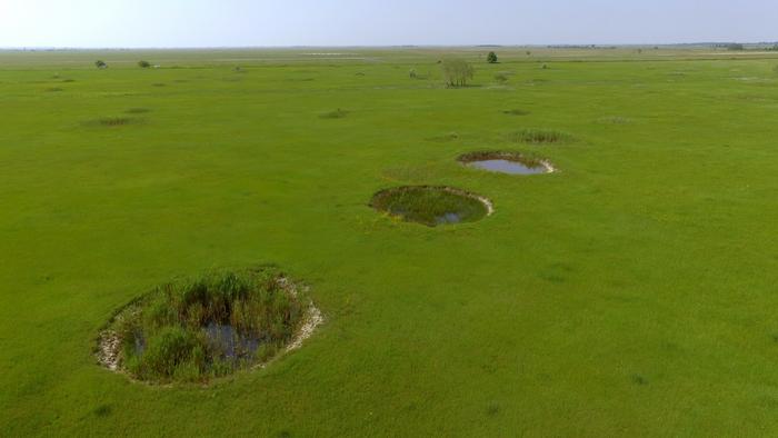 A network of bombcrater ponds on a meadow in Apaj, Central Hungary