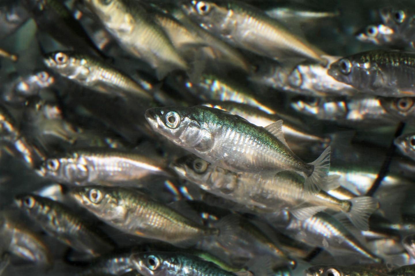The Three-spined Stickleback