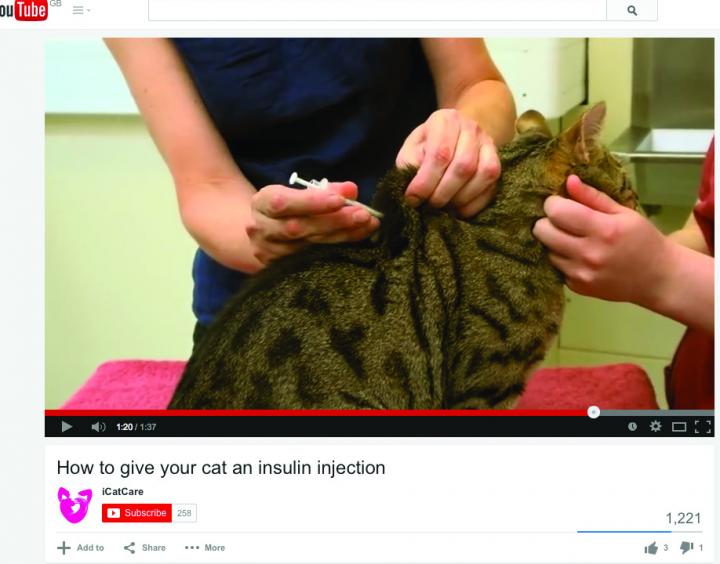 How to Give Your Cat Insulin