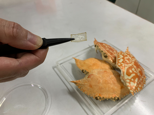 Researchers make biodegradable optical components from crab shells