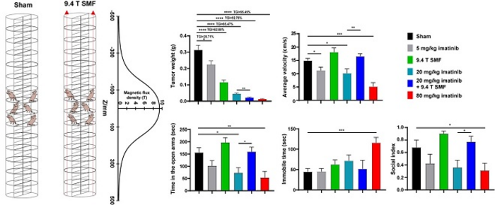 High Magnetic Field Reduces Side-effect Caused by Anti-cancer Drug Imatinib