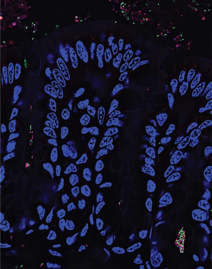 Luminal and Crypt Bacteria