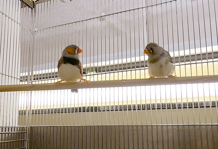 A juvenile zebra finch learns songs from a tutor