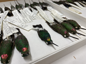 Hummingbirds in drawer