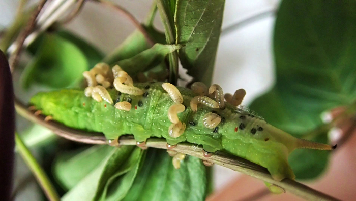 The larvae of Meteorus stellatus