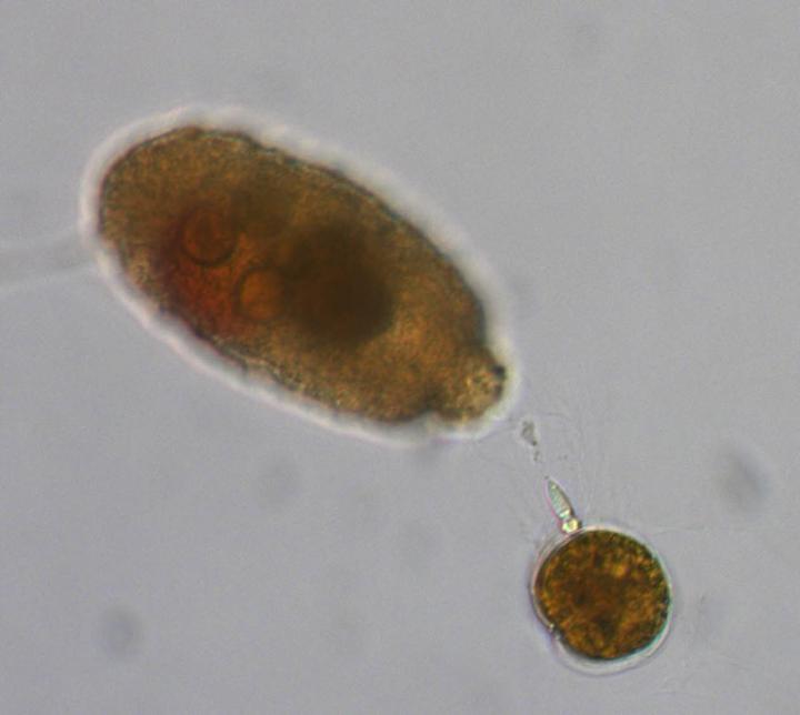 Evolution of Complex Ballistic 'Harpoons' in Microbes (1 of 11)