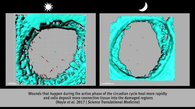 Wound Healing Guided by Cellular Clock (2 of 9)