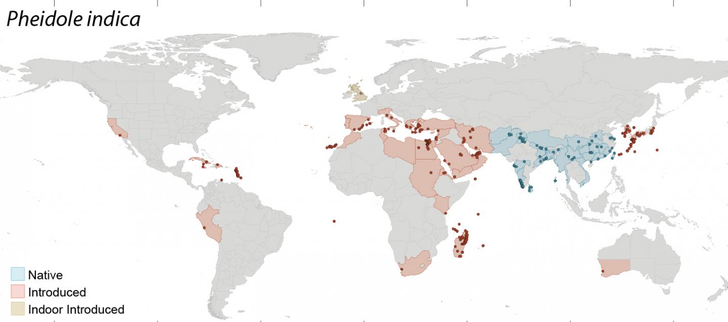 Tramp Ant Caught Globetrotting Under False Name (2/2)