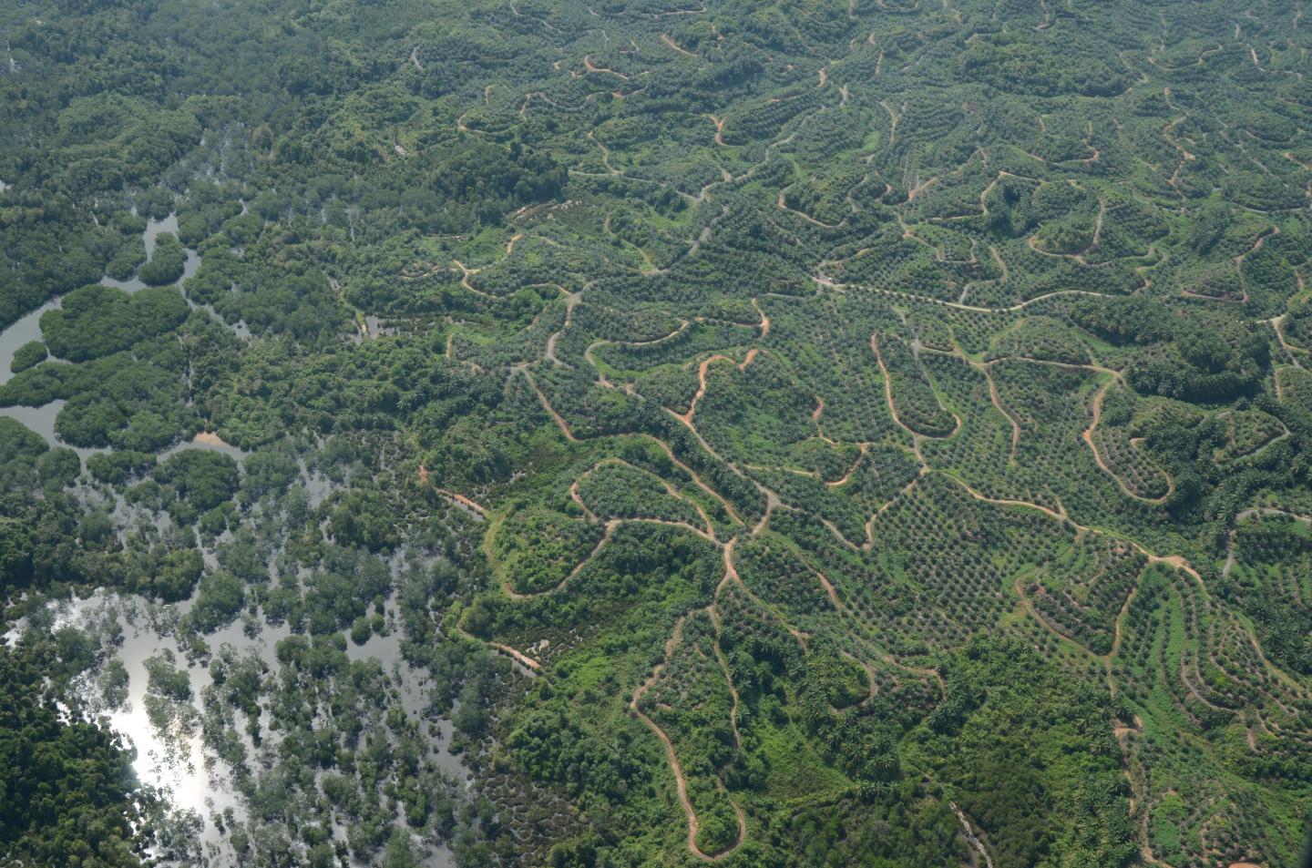 Bornean Roads