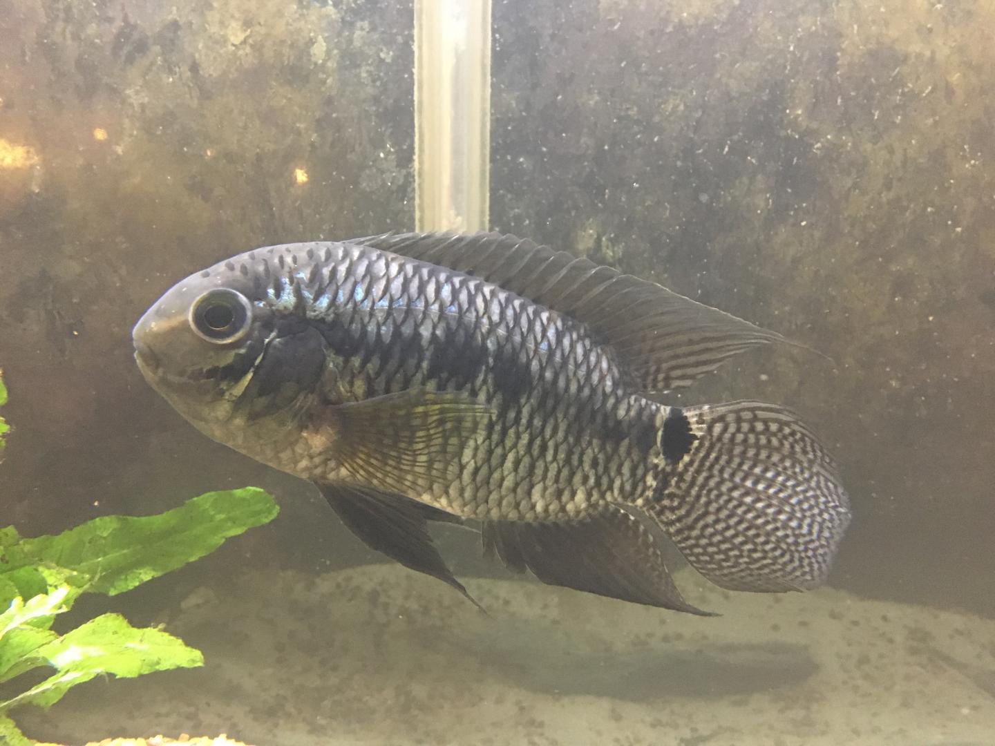 Color Variation and Minute Differences Make Chanchita Hard to Identify